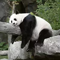 pandas_slide Igre