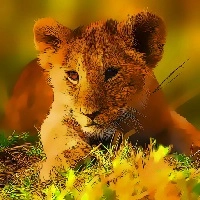 wild_baby_animals_jigsaw Oyunlar